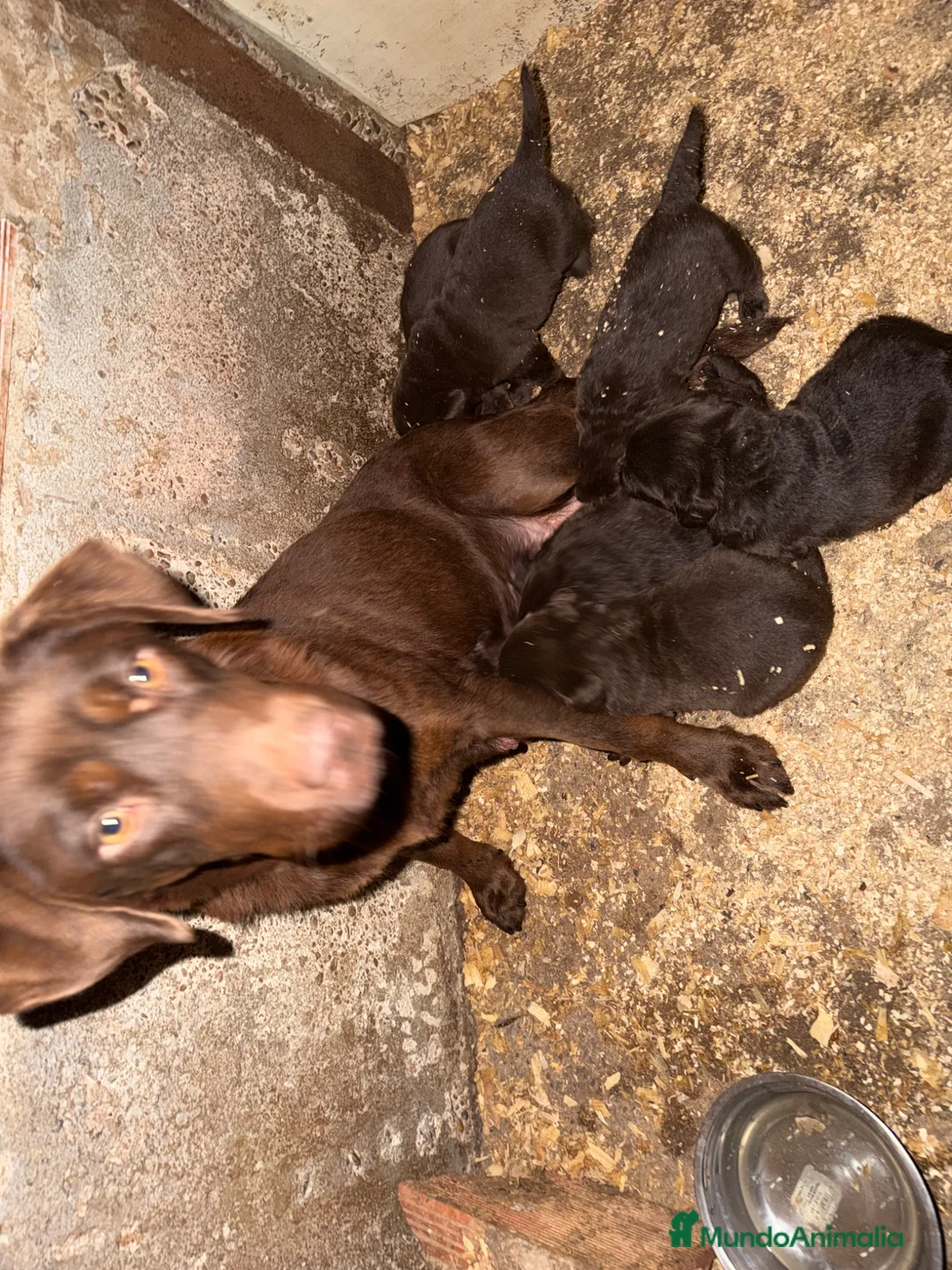 Pastor Belga Malinois perros en venta: Labrador retriever   - Anuncio 7