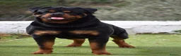 Rottweiler perros en venta: Cachorros Rottweiler  en Málaga - Anuncio 6