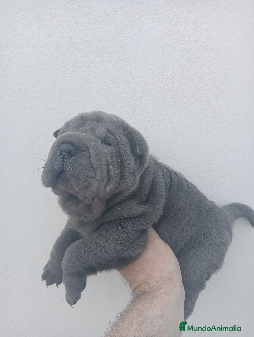 Shar Pei perros ‼️‼️Preciosa camada de minipeis  - Anuncio 3