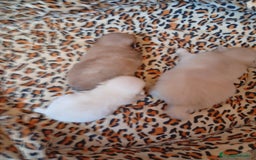 Pomerania perros en venta: Pomeranias tamaño pequeño OPORTUNIDAD  - Imagen 1