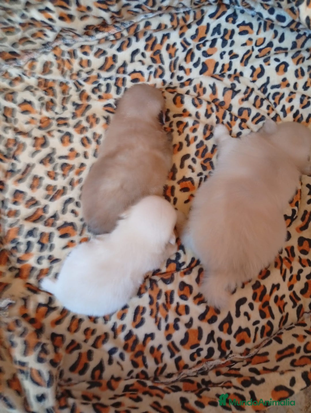 Pomerania perros en venta: Pomeranias tamaño pequeño OPORTUNIDAD  - Imagen 1