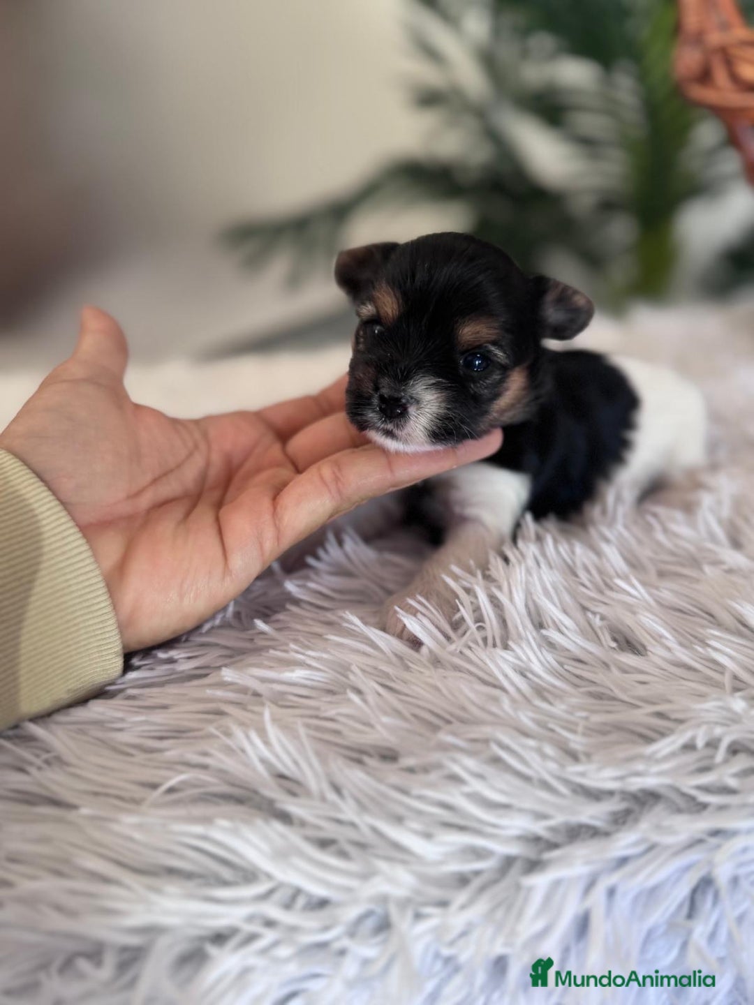 Yorkshire Terrier perros en venta: YORKSHIRE BIEWER HEMBRA - Anuncio 1