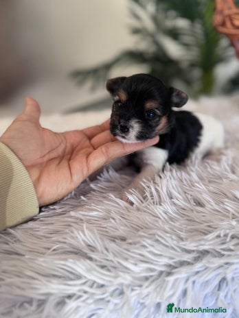 Yorkshire Terrier perros YORKSHIRE BIEWER HEMBRA - Anuncio 2