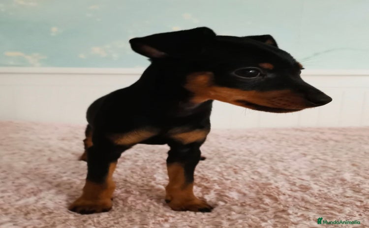 Pinscher Miniatura perros - Propaganda 1