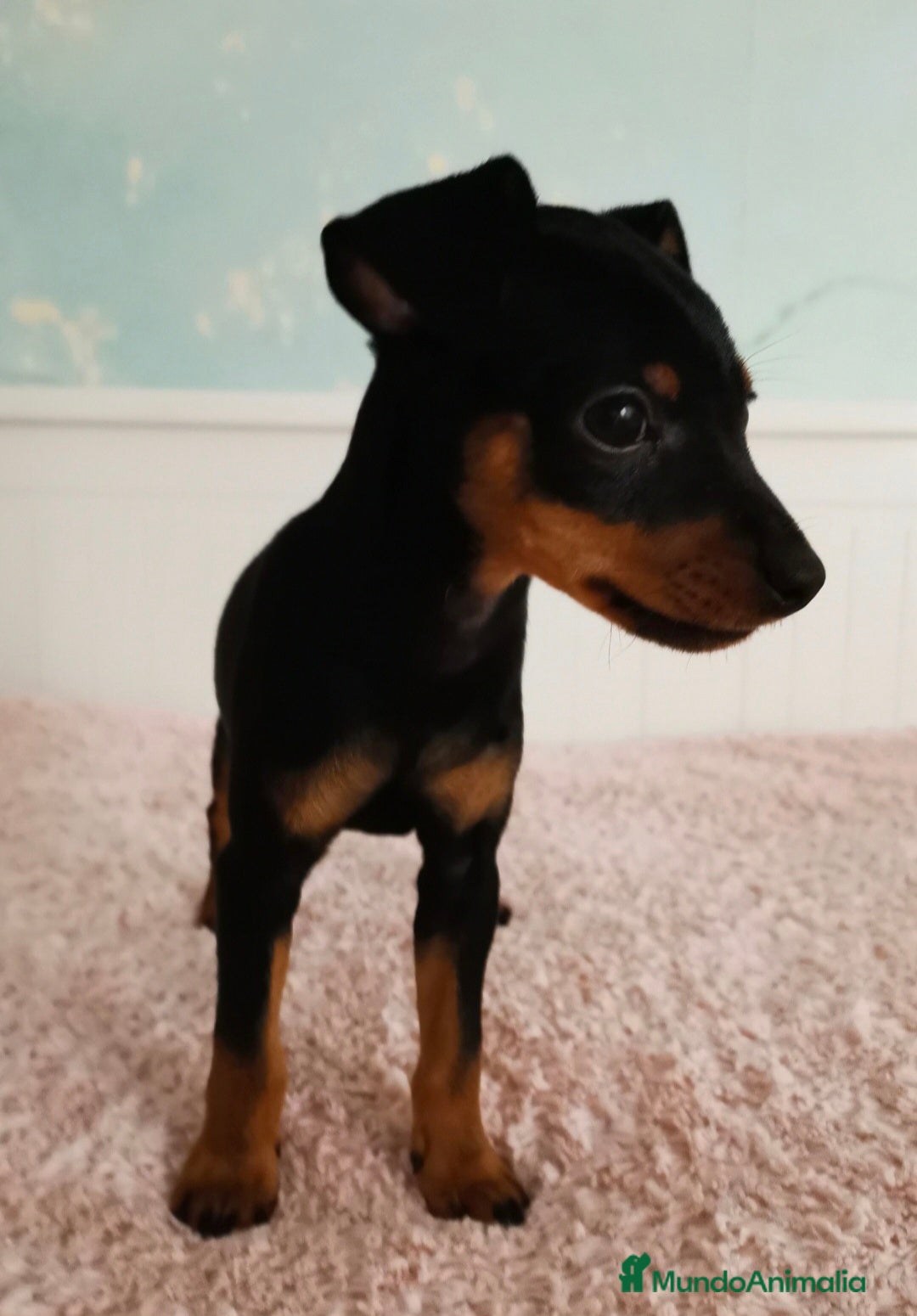 Pinscher Miniatura perros en venta: TOY MINI PINCHER HEMBRA - Imagen 1