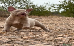 American Bully perros en venta: 💎🐾 CACHORROS AMERICAN BULLY – ¡LA MEJOR LÍNEA! - Imagen 8