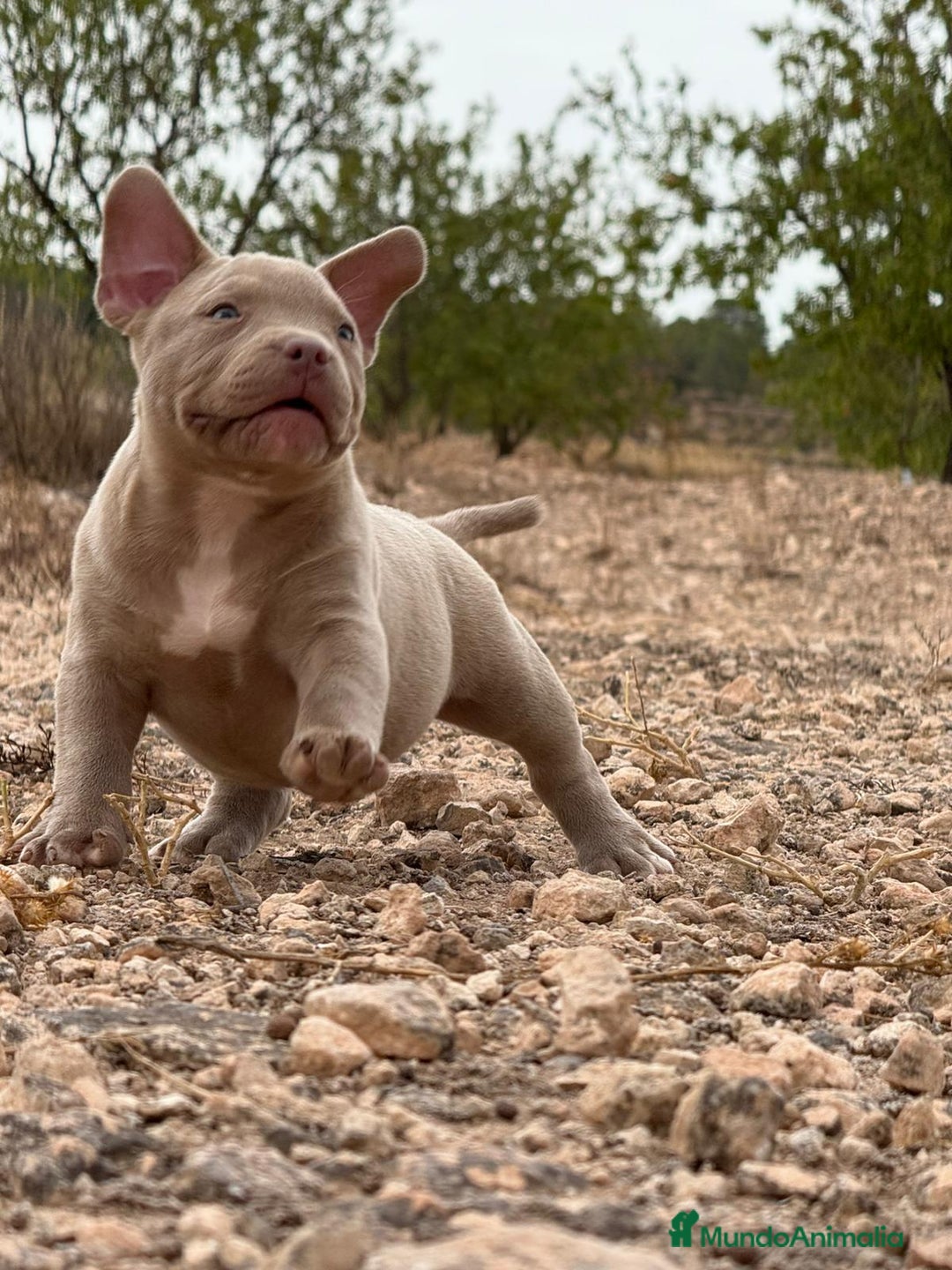 American Bully perros en venta: 💎🐾 CACHORROS AMERICAN BULLY – ¡LA MEJOR LÍNEA! - Imagen 8