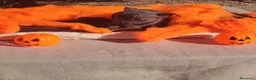 Chihuahua perros en venta: Gran camada de CHIHUAHUA. - Anuncio 12