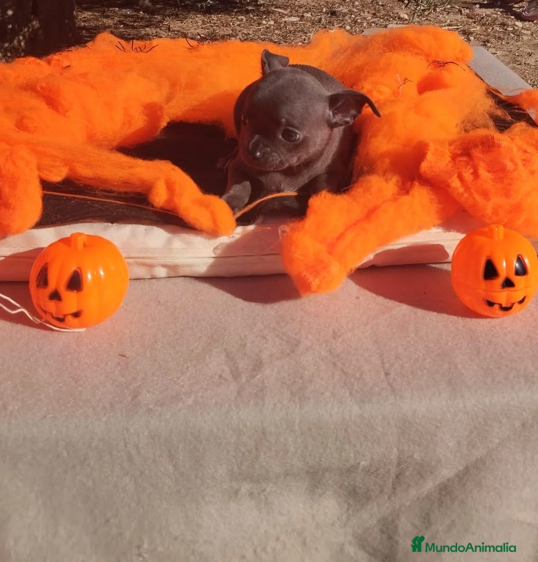 Chihuahua perros en venta: Gran camada de CHIHUAHUA. - Anuncio 12