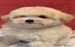 Caniche Toy perros en venta: Monísima Caniche Toy - Imagen 4