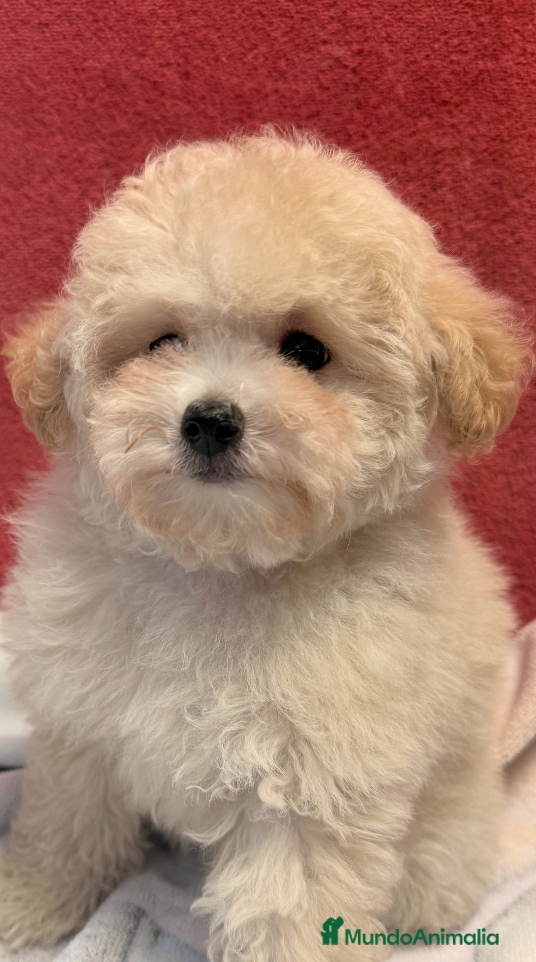 Caniche Toy perros en venta: Monísima Caniche Toy - Imagen 4