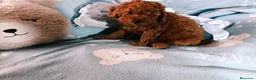 Caniche Toy perros en venta: Último caniche  machito - Anuncio 1