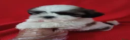 Shih Tzu perros en venta: Shitzhu  - Anuncio 2