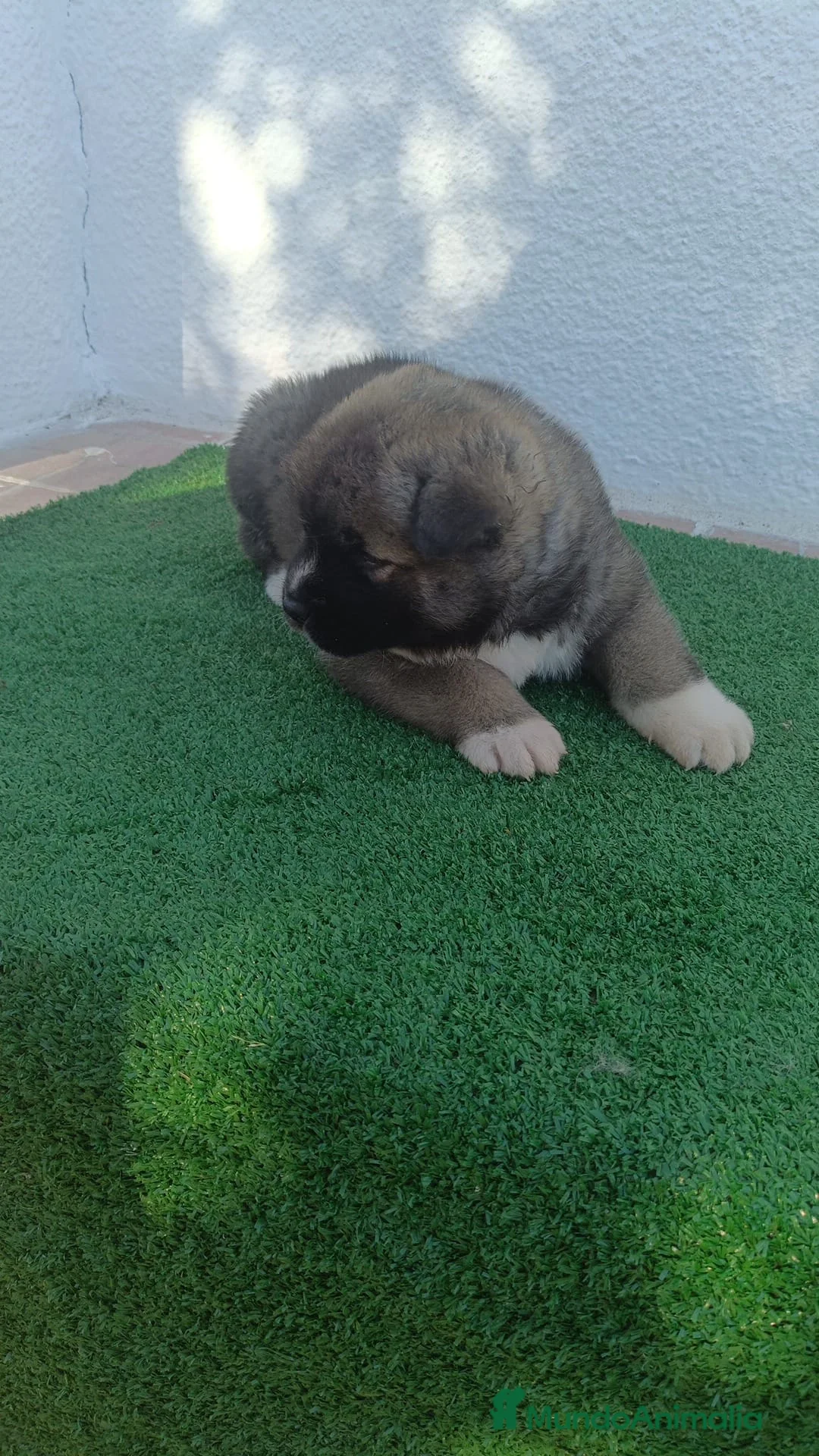 Akita Americano perros en venta: Hembra Akita Americano - Anuncio 1