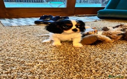 Cavalier King Charles Spaniel perros en venta: Cavalier King, una real compañía 👑🖤 - Imagen 2