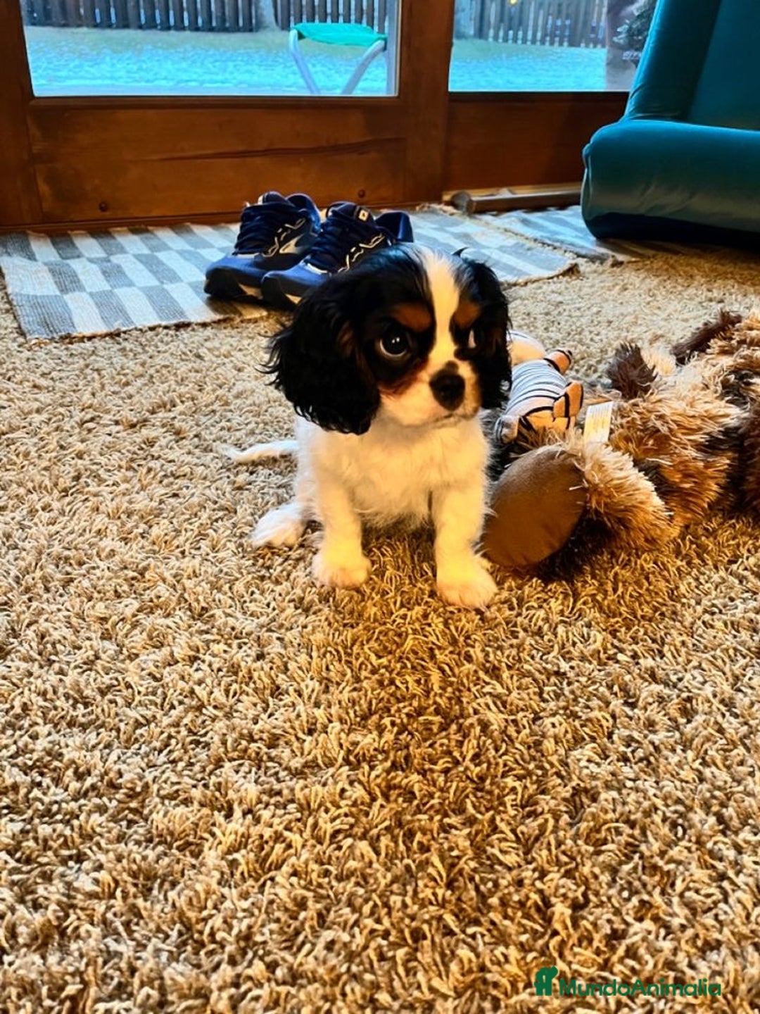 Cavalier King Charles Spaniel perros en venta: Cavalier King, una real compañía 👑🖤 - Imagen 2