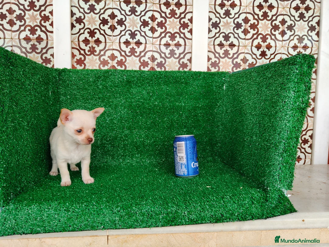 Chihuahua perros en venta: Chihuahua  - Anuncio 2