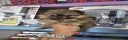 Pomerania perros en venta: CAMADA DE POMERANIA LINIA RUSA  - Anuncio 3