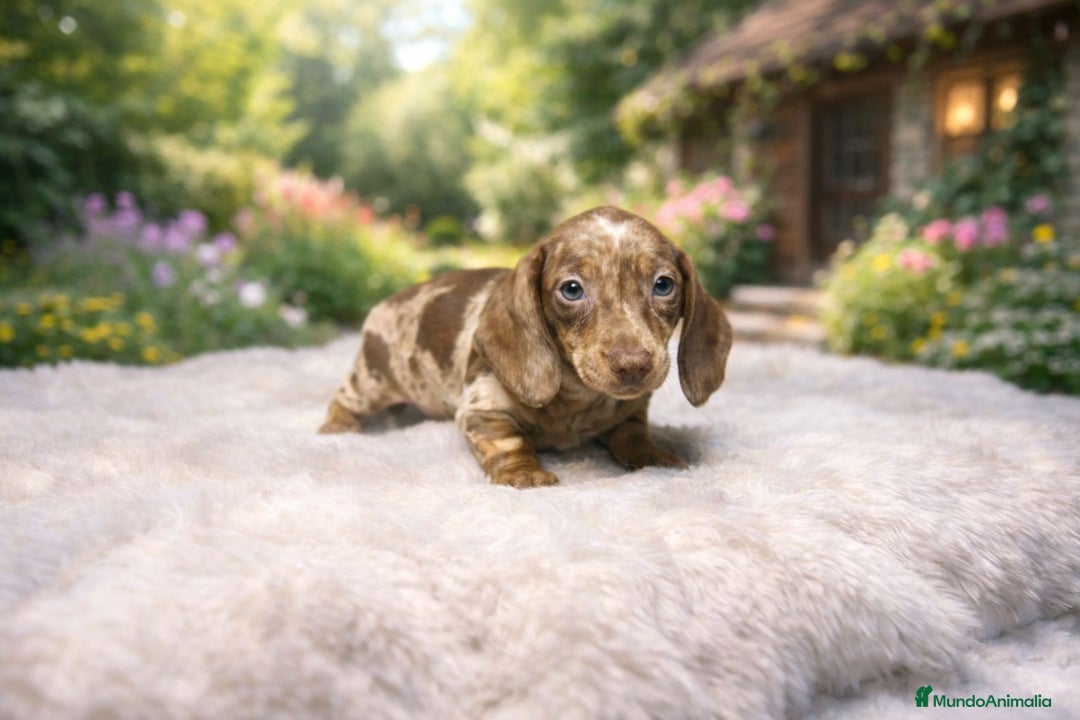 Teckel Miniatura perros en venta: Teckel mini  - Anuncio 1