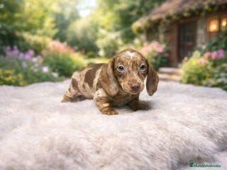 Teckel Miniatura perros Teckel mini - Anuncio 6