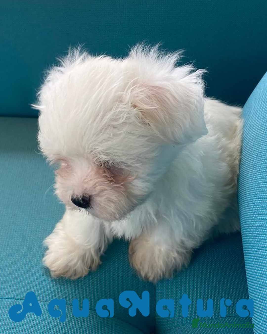Bichón Maltés perros Bichon Maltes Macho de Mala y Boris 6810 en Barcelona - Anuncio 2