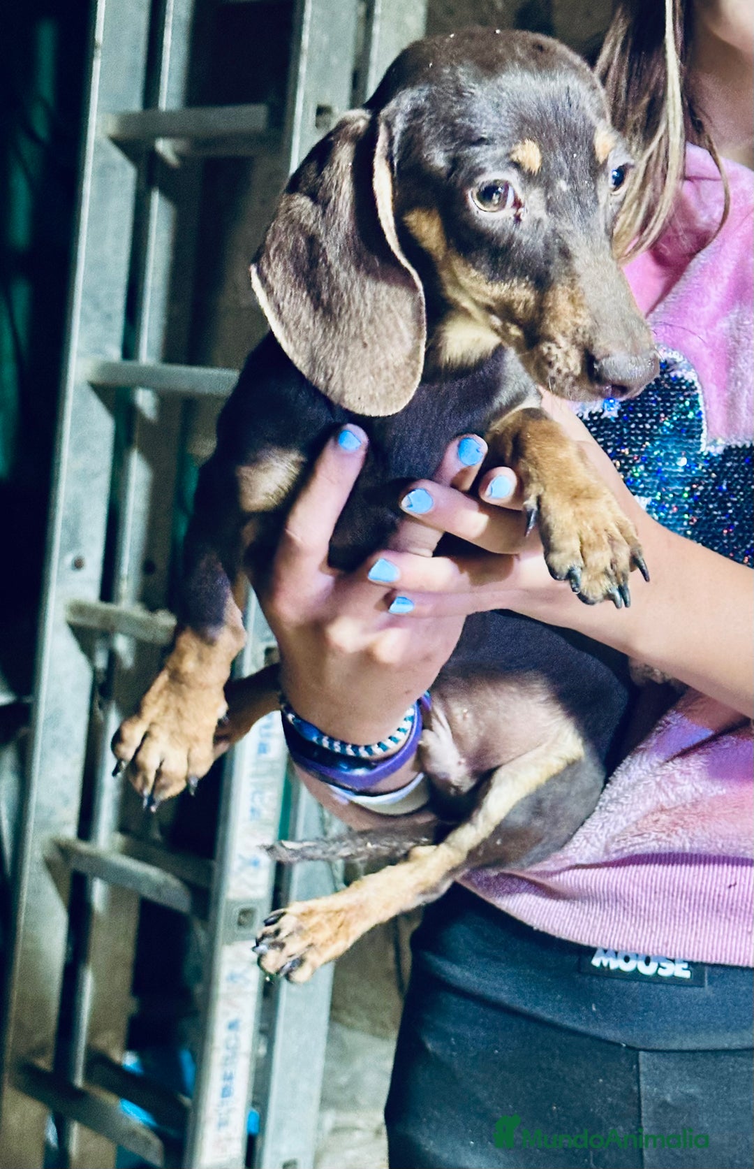 Teckel perros en venta: Cachorrito Miniatura chocolate - Anuncio 1