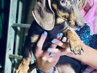 Teckel perros Cachorrito Miniatura chocolate - Anuncio 1