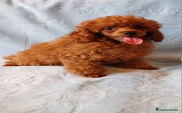 Caniche Toy perros en venta: ESPECTACULAR HEMBRA CANICHE TOY/TEA CUP - Imagen 4