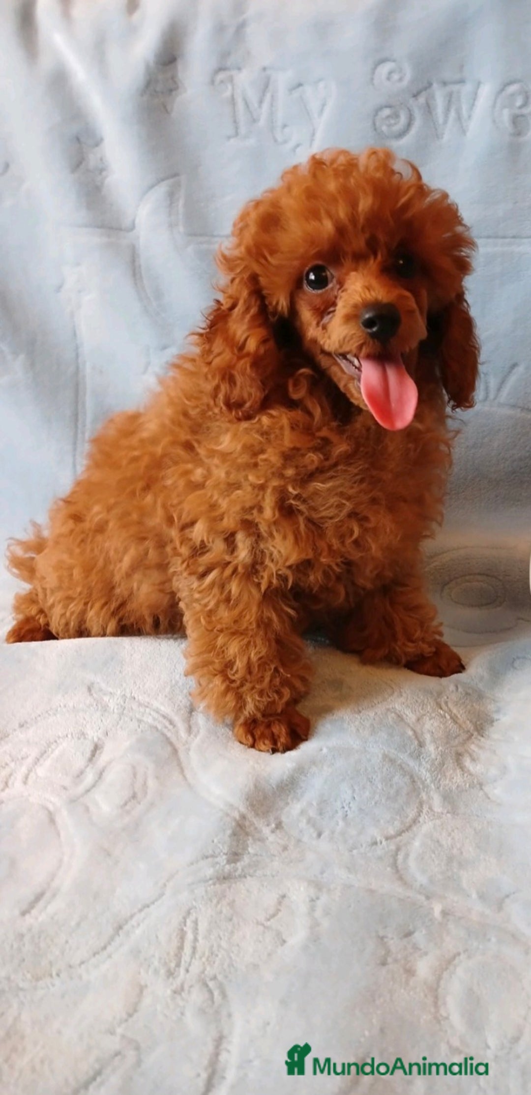 Caniche Toy perros en venta: ESPECTACULAR HEMBRA CANICHE TOY/TEA CUP - Imagen 4