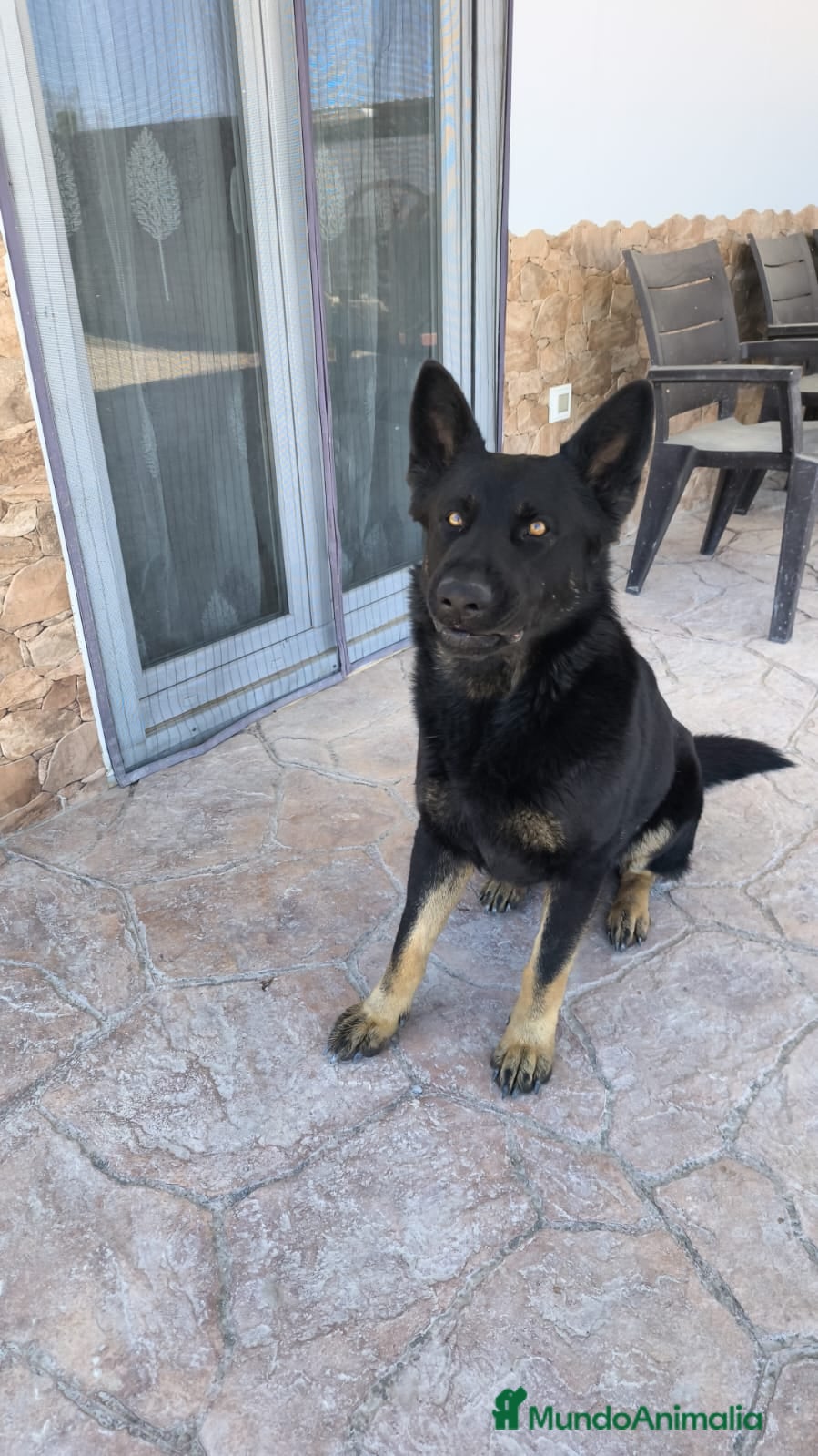 Pastor Alemán perros en venta: Disponible Pastores Alemanes de Trabajo  - Anuncio 6