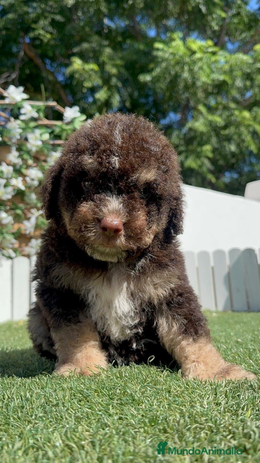 Perro de Agua Español perros en venta: PERRO DE AGUA ESPAÑOL - Anuncio 7