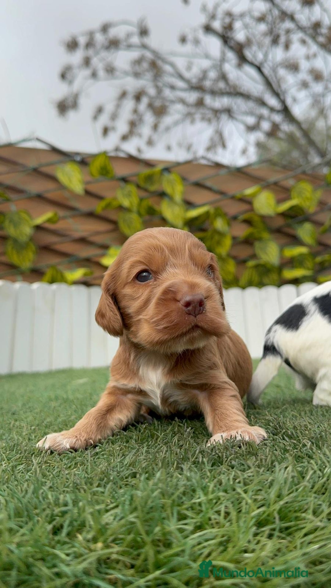 Cocker Spaniel Inglés perros en venta: COCKER SPANIEL INGLES - Anuncio 7
