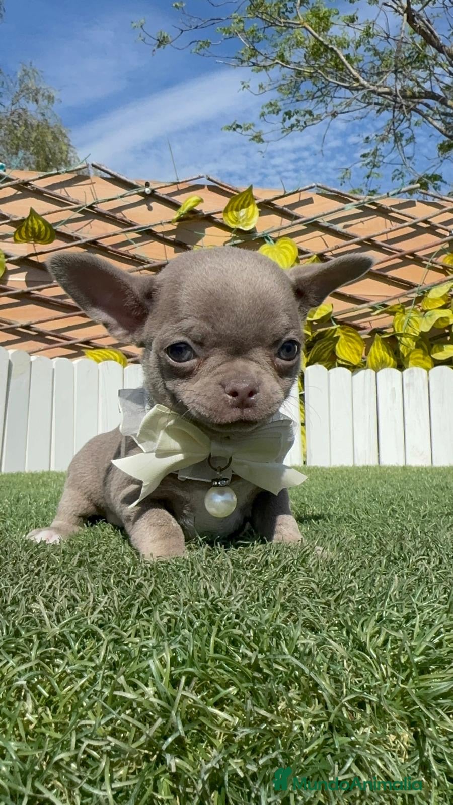Chihuahua perros CHIHUAHUA LILAC MACHO - Anuncio 1