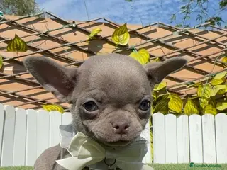 Chihuahua perros CHIHUAHUA LILAC MACHO - Anuncio 1