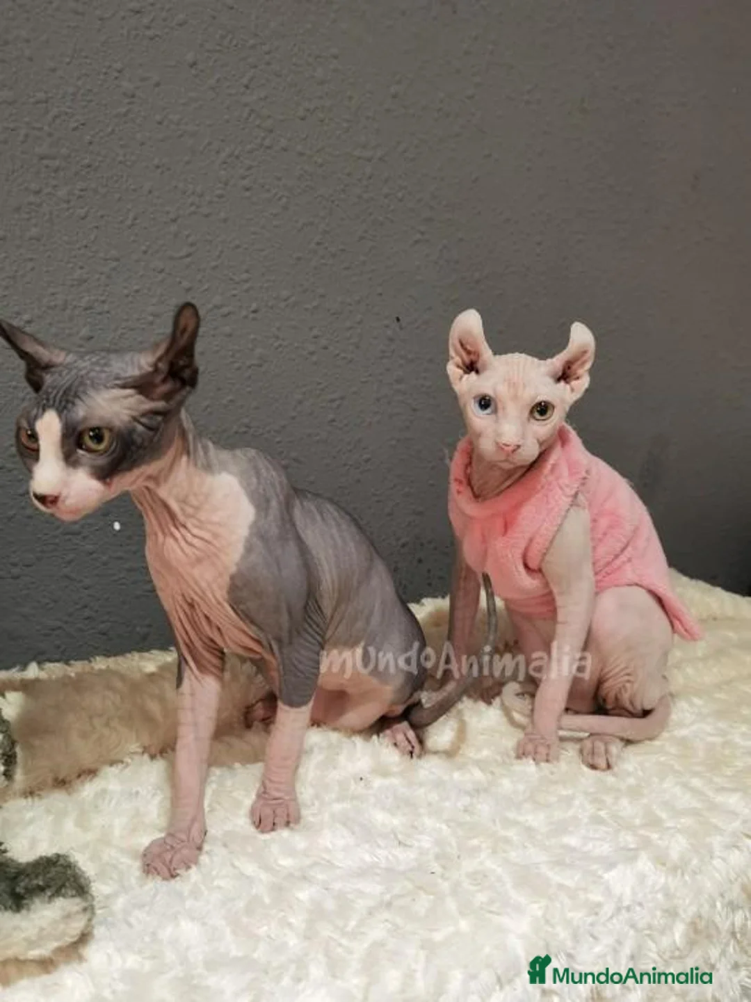 Imagen de galería {{count}}