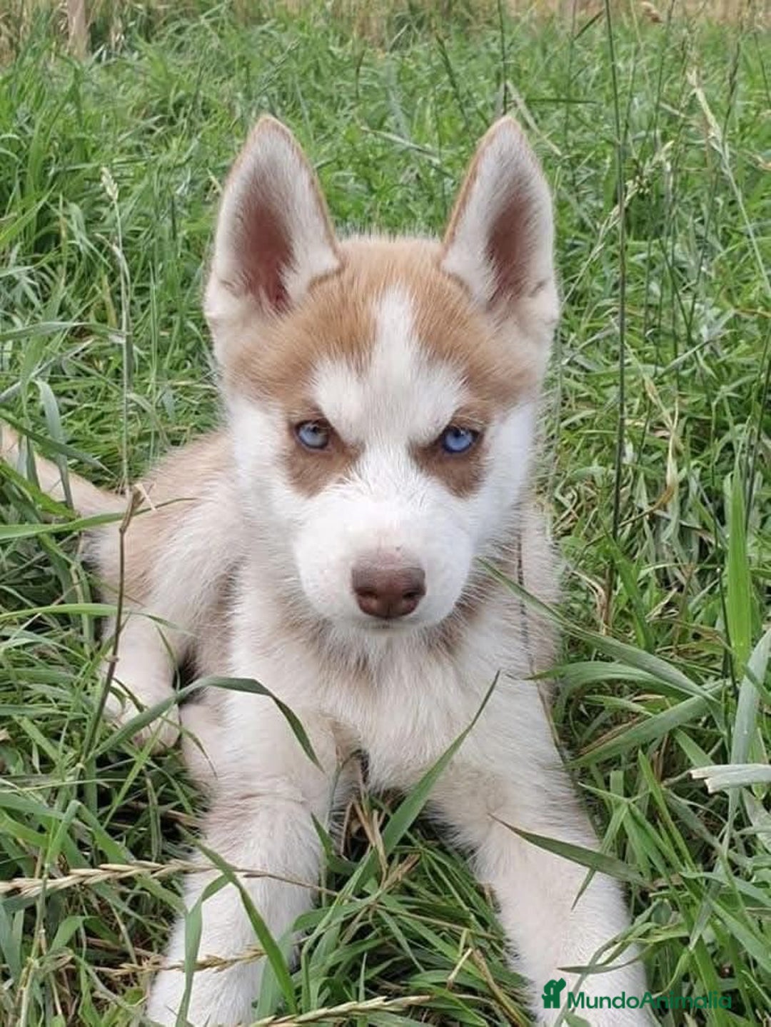 Husky Siberiano perros en venta: BEBÉS DE HUSKY SIBERIANO DISPONIBLE  - Anuncio 1