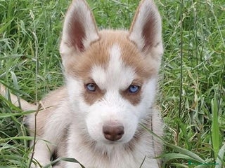 Husky Siberiano perros BEBÉS DE HUSKY SIBERIANO DISPONIBLE - Anuncio 1