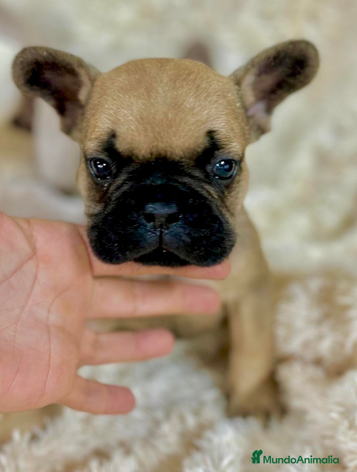 Bulldog Francés perros Bulldog francés Fawn  - Anuncio 2