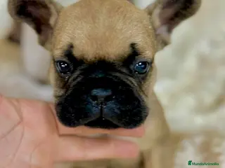 Bulldog Francés perros Bulldog francés Fawn - Anuncio 9