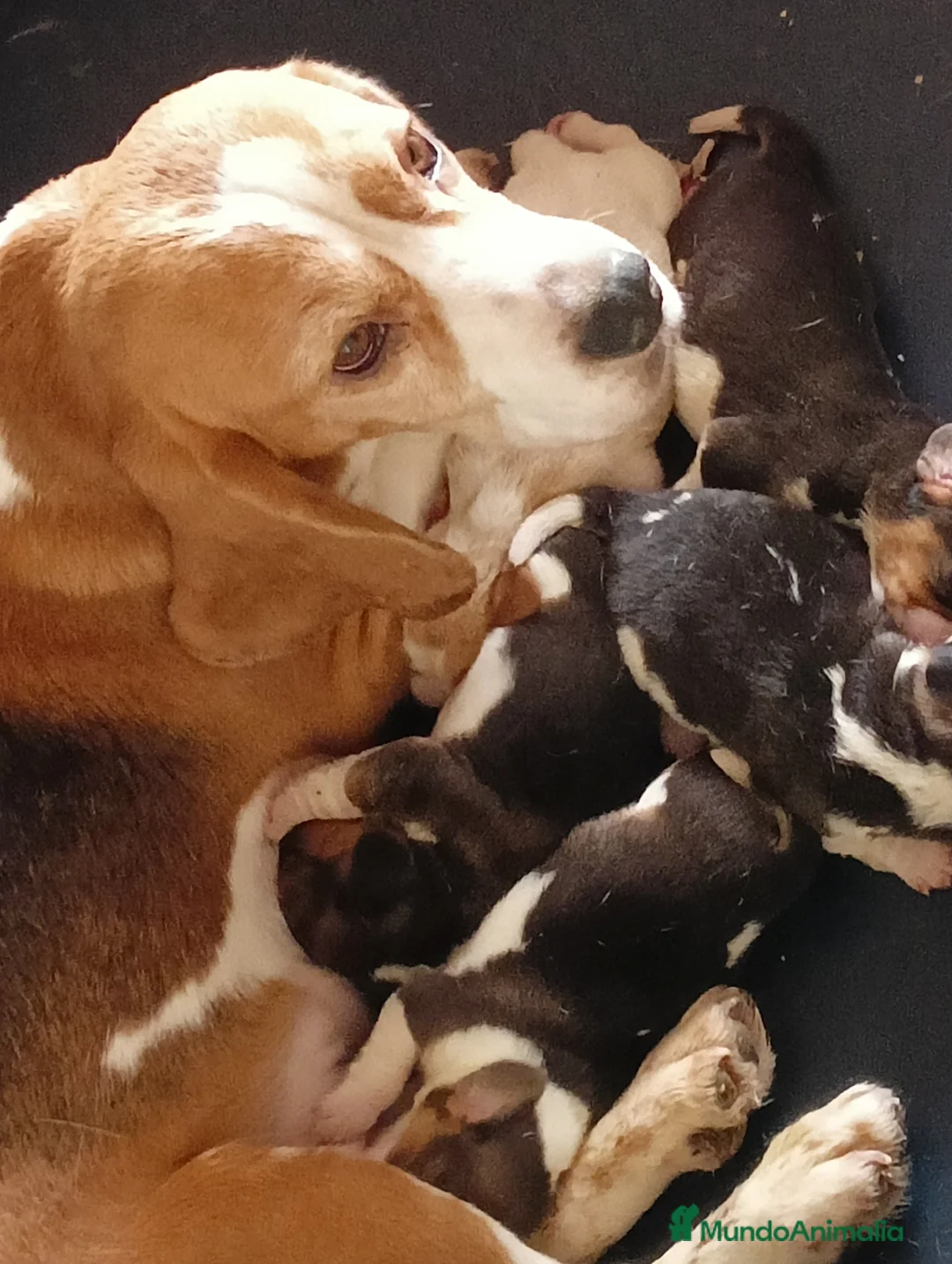 Beagle perros en venta: Beagle en Barcelona - Anuncio 13