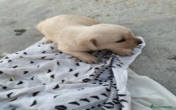 Labrador Retriever perros en venta: Labrador dorado - Imagen 6