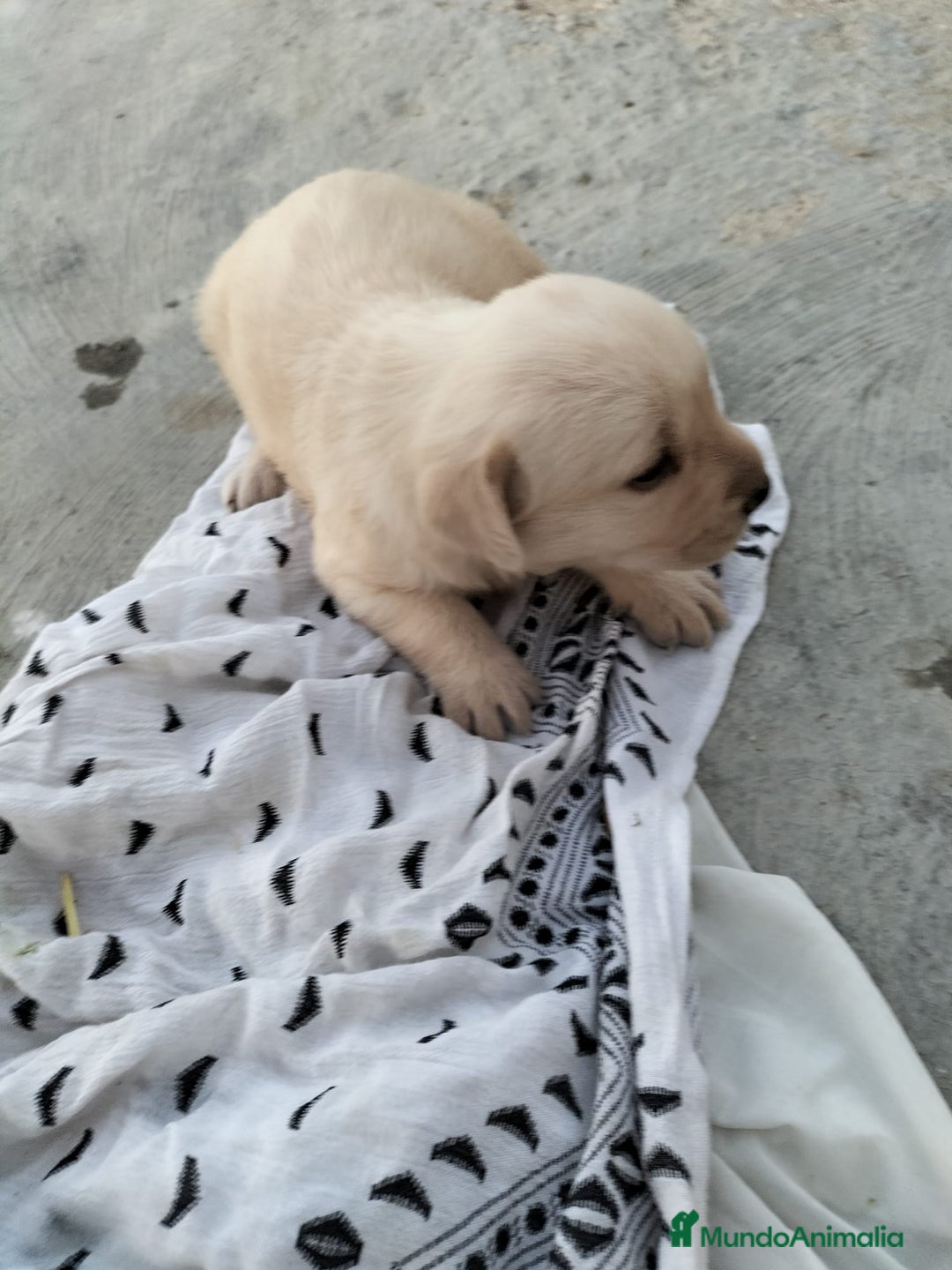 Labrador Retriever perros en venta: Labrador dorado - Imagen 6