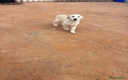 Labrador Retriever perros en venta: Labrador retriever último macho  - Anuncio 7