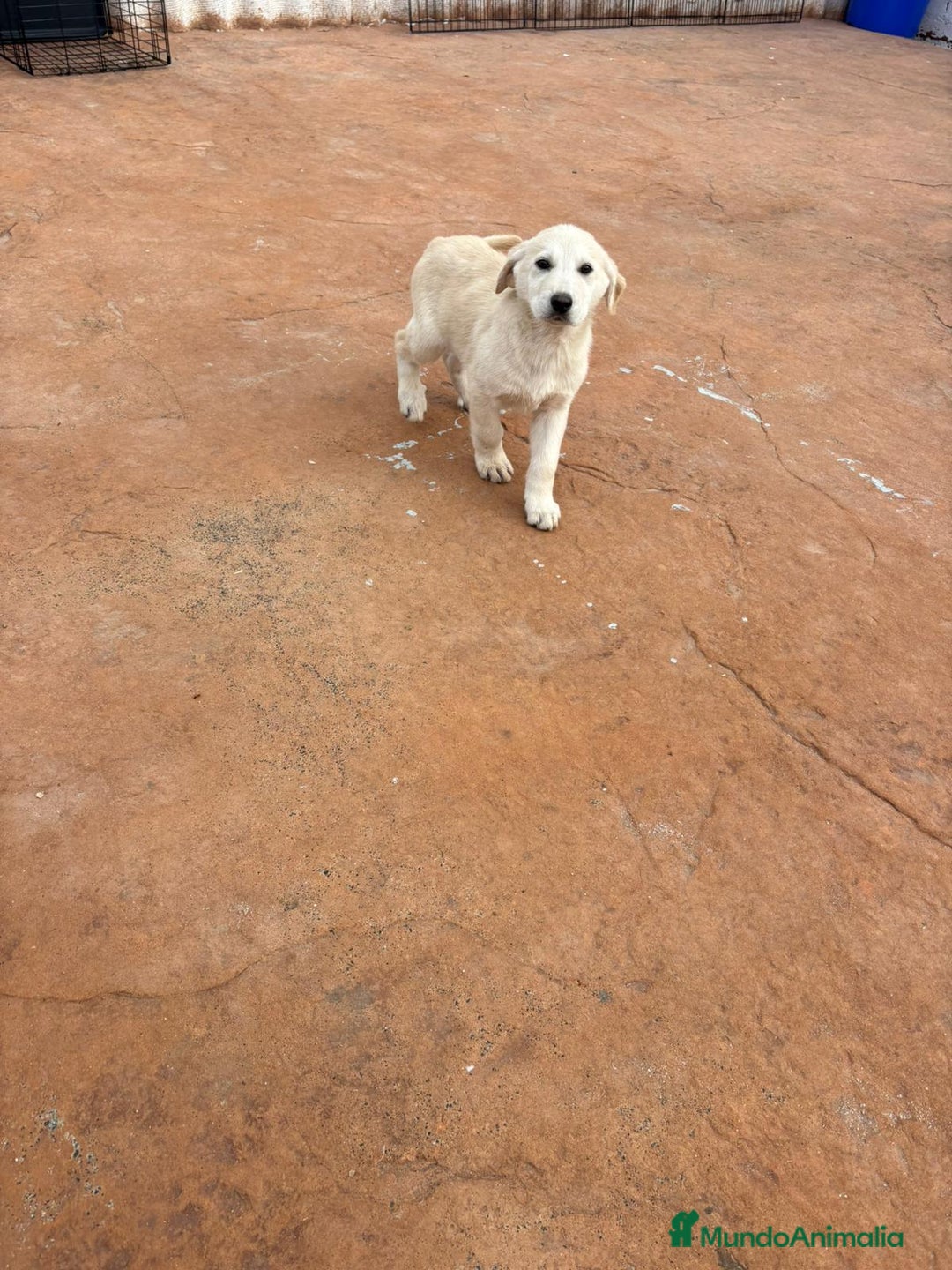 Labrador Retriever perros en venta: Labrador retriever último macho  - Anuncio 7