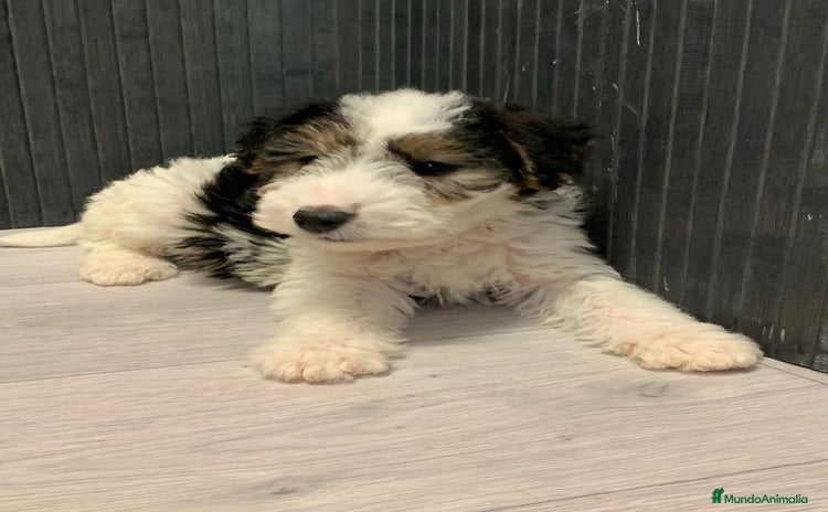 Fox Terrier de Pelo Duro perros - Anuncio 1