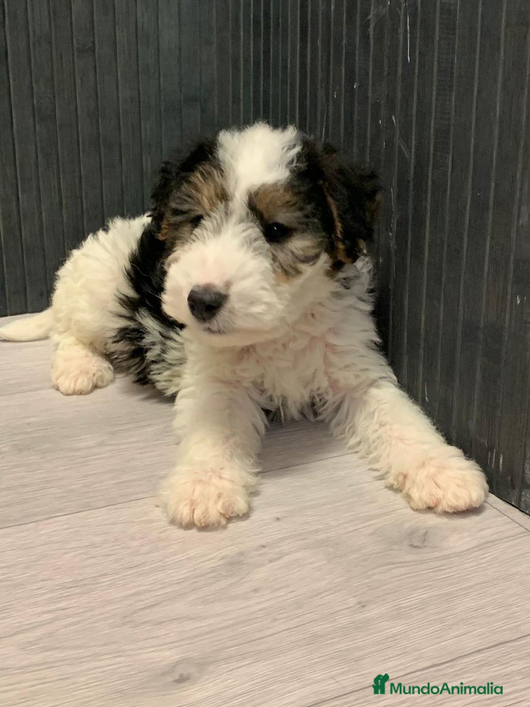 Fox Terrier de Pelo Duro perros en venta: Fox terrier pelo duro  - Imagen 1