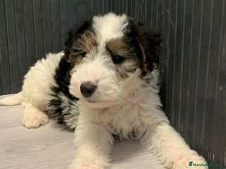 Fox Terrier de Pelo Duro perros - Anuncio 2
