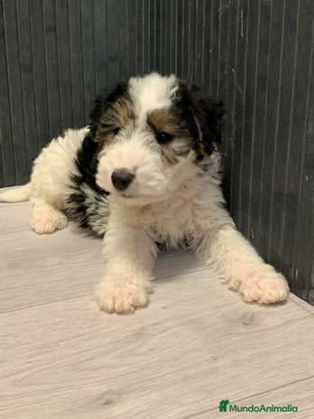 Fox Terrier de Pelo Duro perros - Anuncio 2