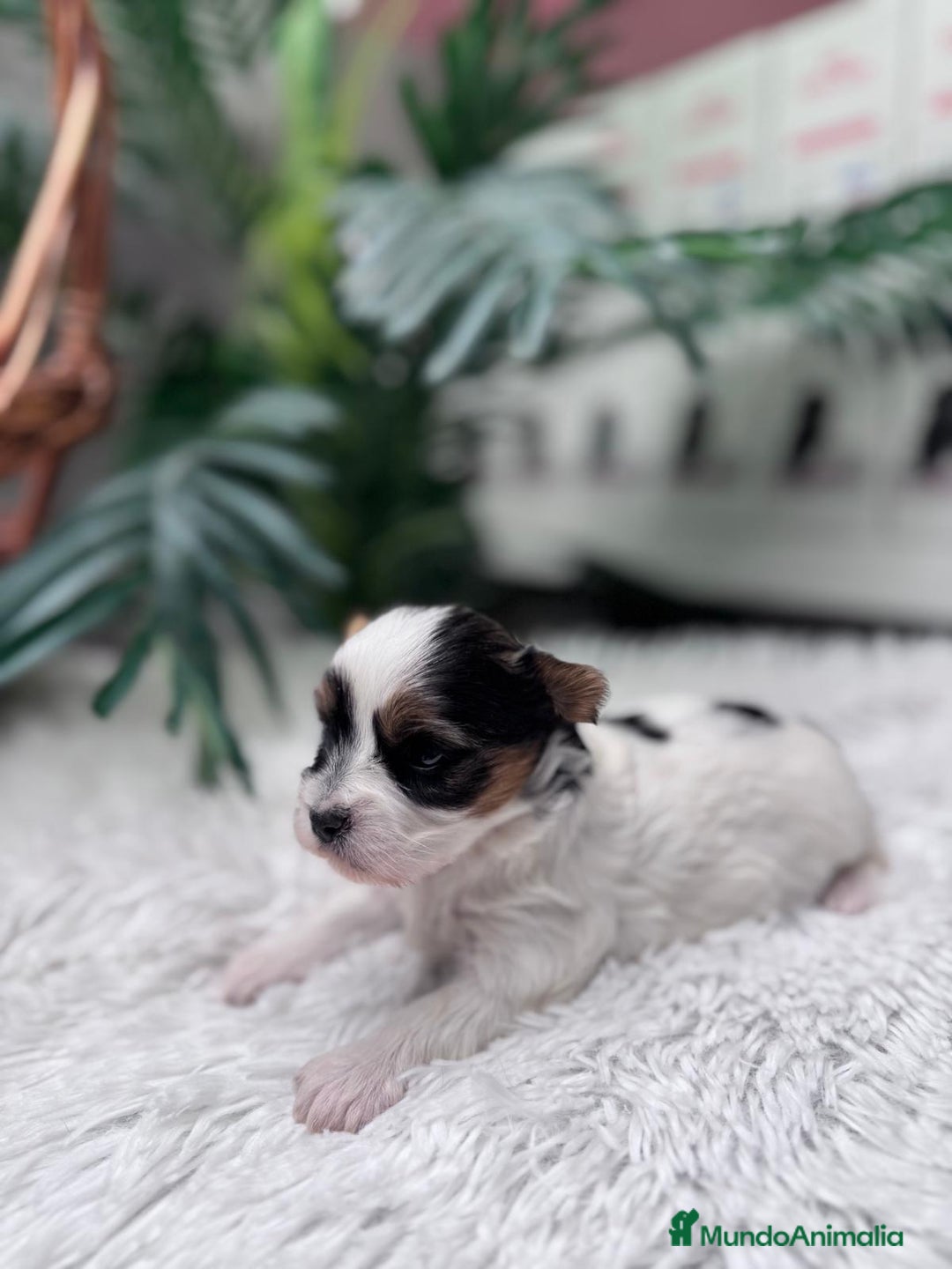 Yorkshire Terrier perros en venta: YORKSHIRE BIEWER - Anuncio 5