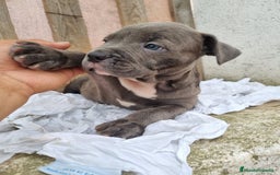 American Bully perros en venta: American Bully Pocket - Imagen 4